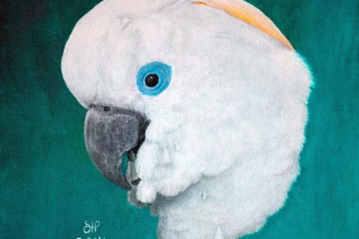 Blue-eyed cockatoo
