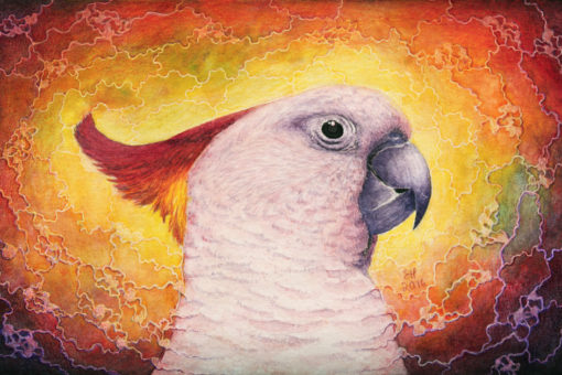 Rainbow Cockatoo